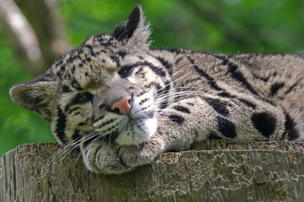The Clouded Leopard, David’s favourite big cat