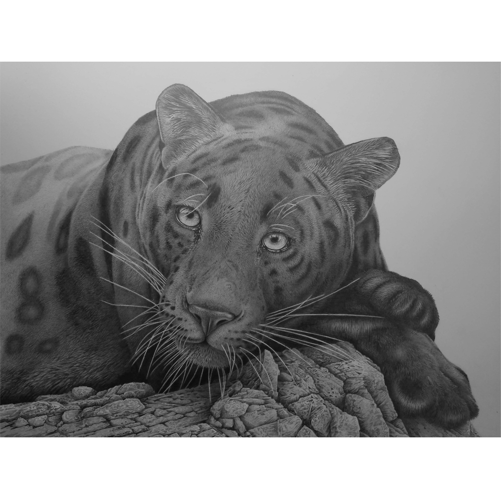 A drawing of a Black Panther, by David Dancey-Wood