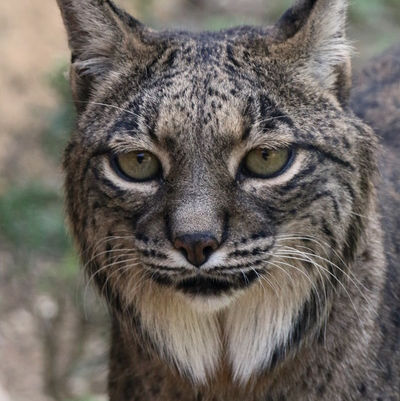 Der spanische Tiger
