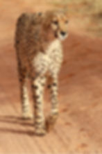 Guepardo macho caminando por un polvoriento camino de tierra roja. Foto de Jon Isaacs 2022