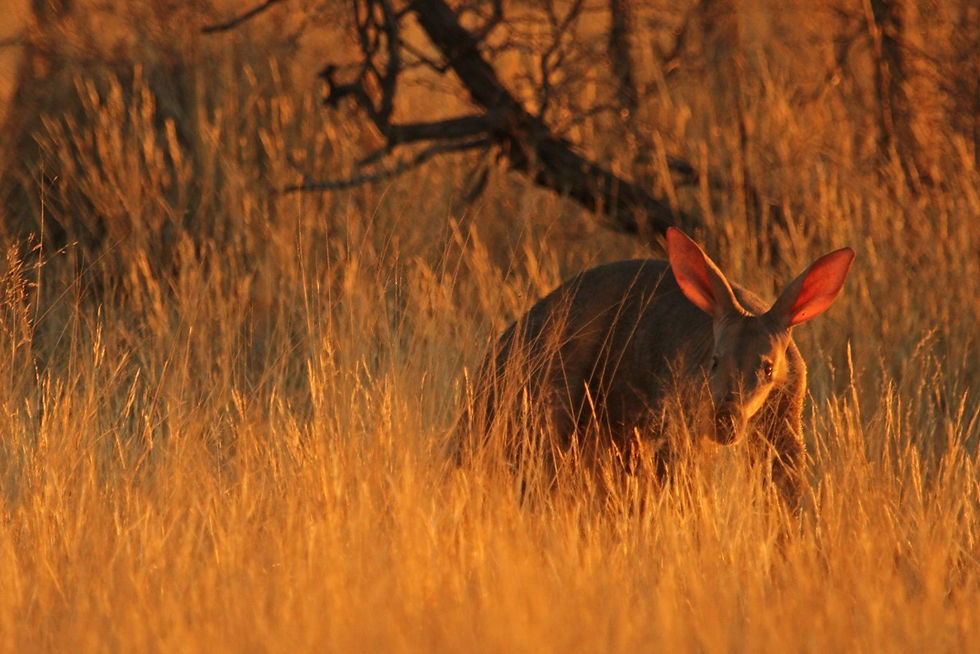 Aardvark in the long grass
