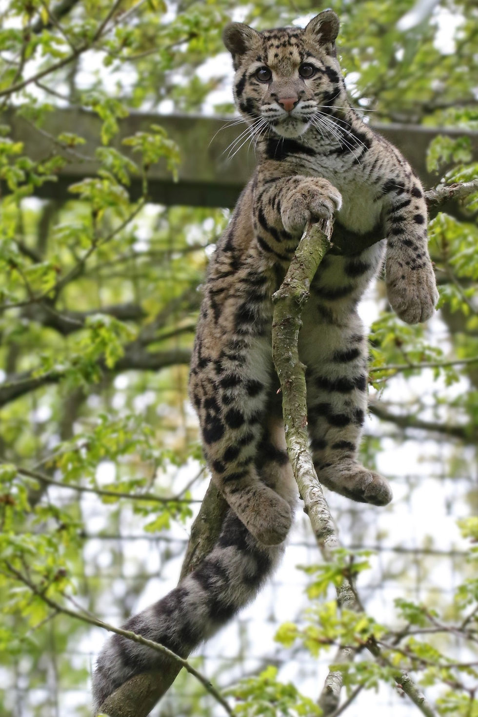 A clouded leopard sitting in the branches