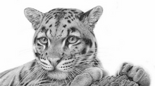 Detailed pencil drawing of a Clouded Leopard by David Dancey-Wood, sitting and gazing forward,  