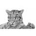 Detailed pencil drawing of a Clouded Leopard by David Dancey-Wood, sitting and gazing forward,  