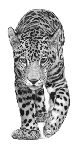 Mayan Monarch, by David Dancey-Wood