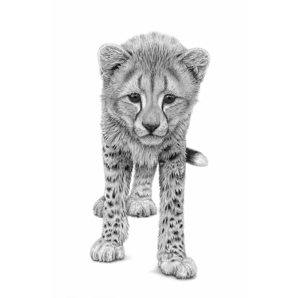 Drawing of a standing Cheetah cub facing forward, by David Dancey-Wood