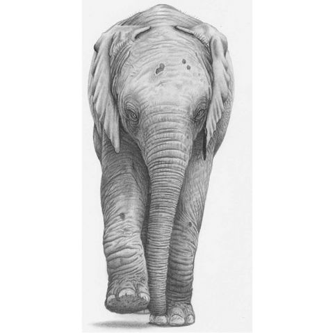 First foot forward, drawing of a young elephant by David Dancey-Wood