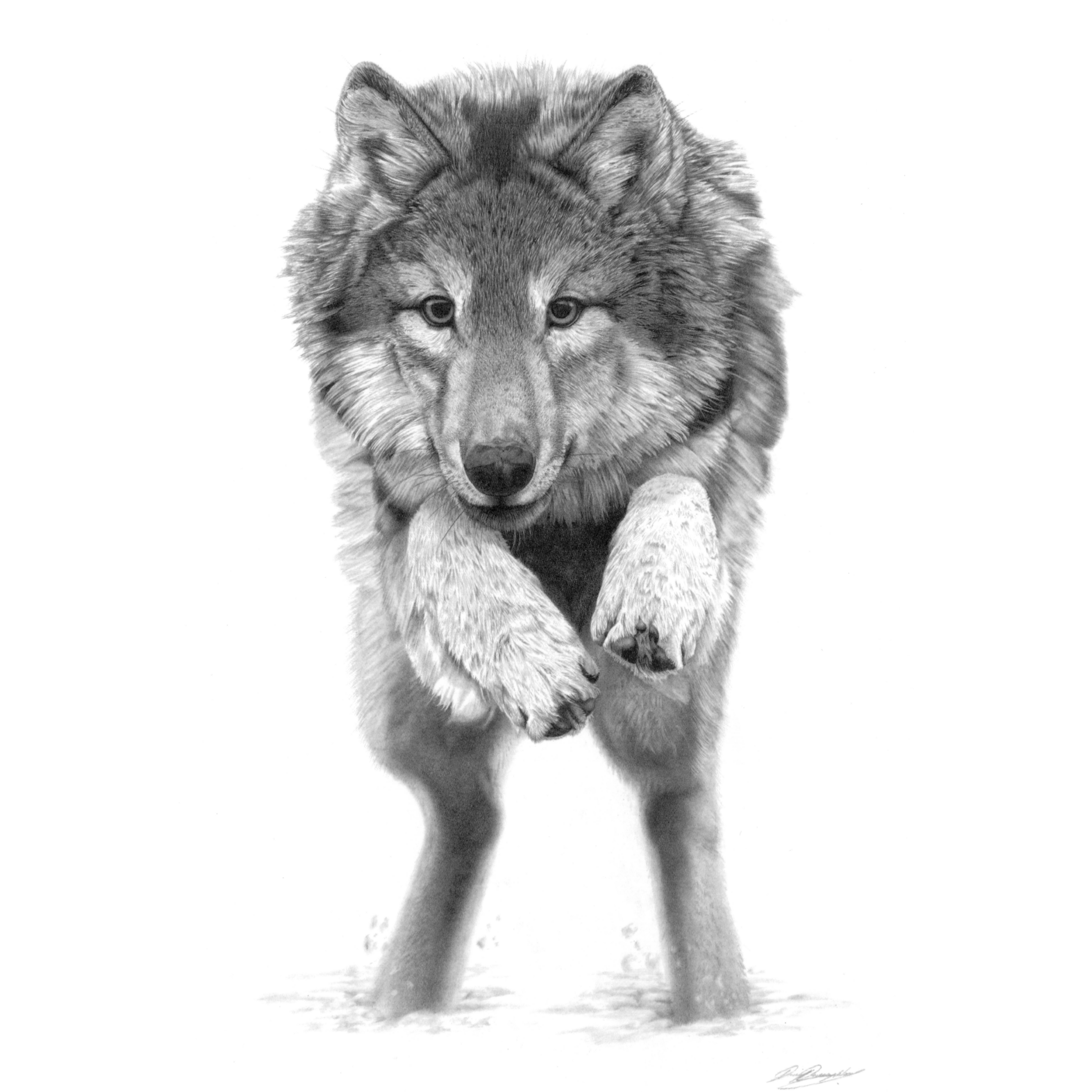 Drawing of a Grey wolf leaping forward, by David Dancey-Wood
