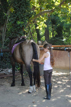 Tresse