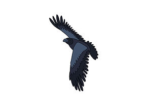 Raven-_color[1].jpg