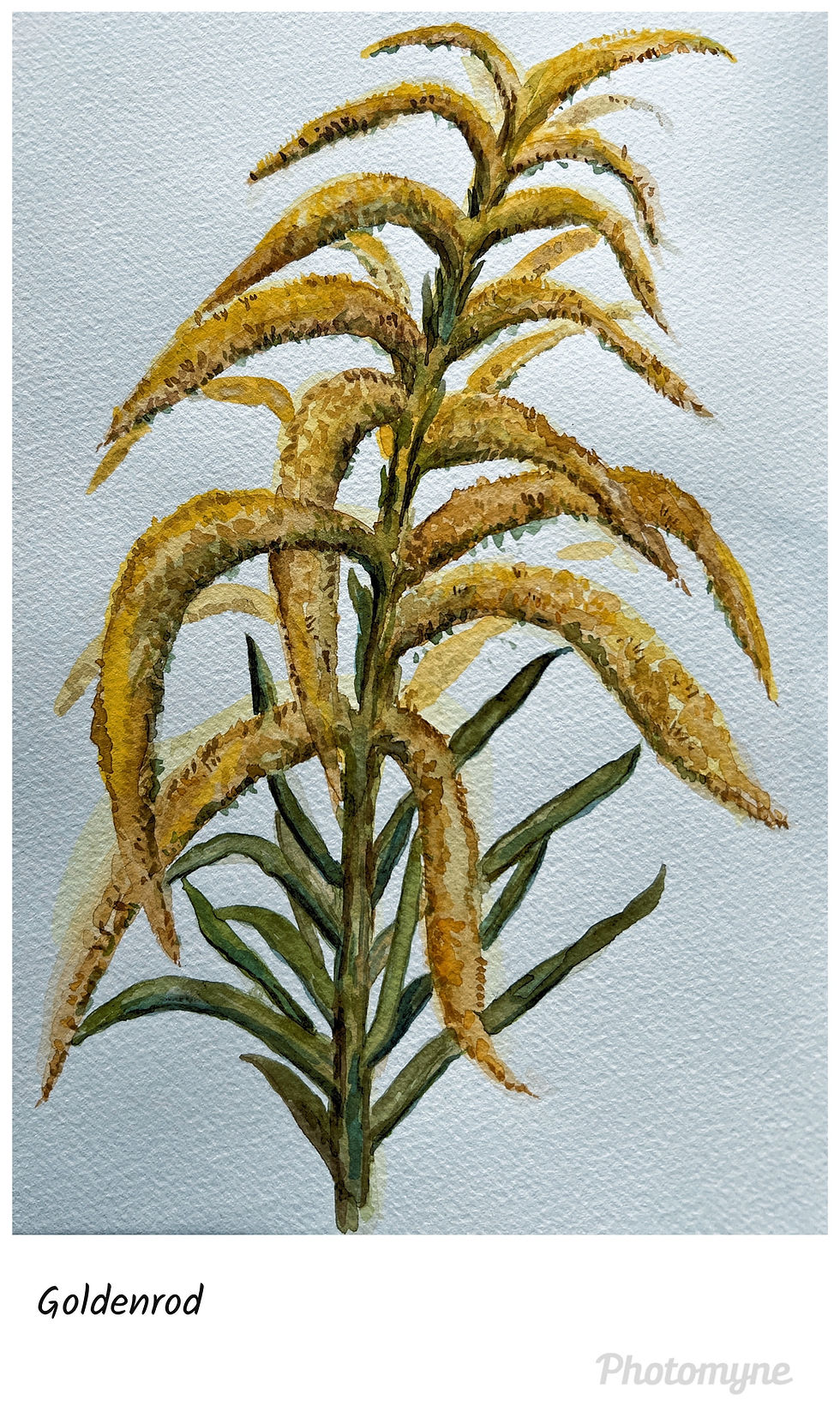 Goldenrod