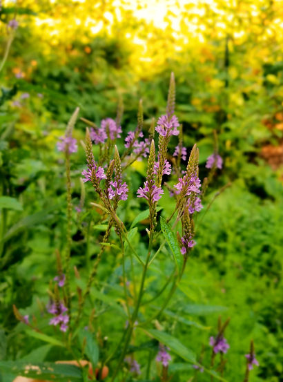 20230813_165307_edited.jpg