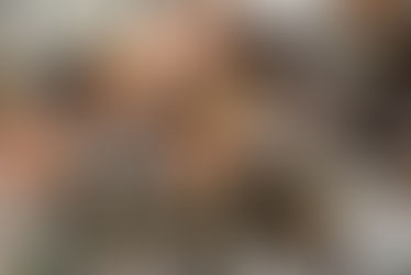 EL JARDÍN DONDE FLORECIÓ JARRONES DE CERVEZA.