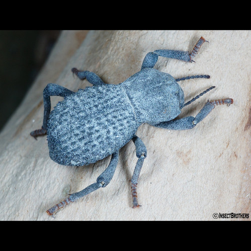 Blue Death Feigning Beetle Insect Brothers