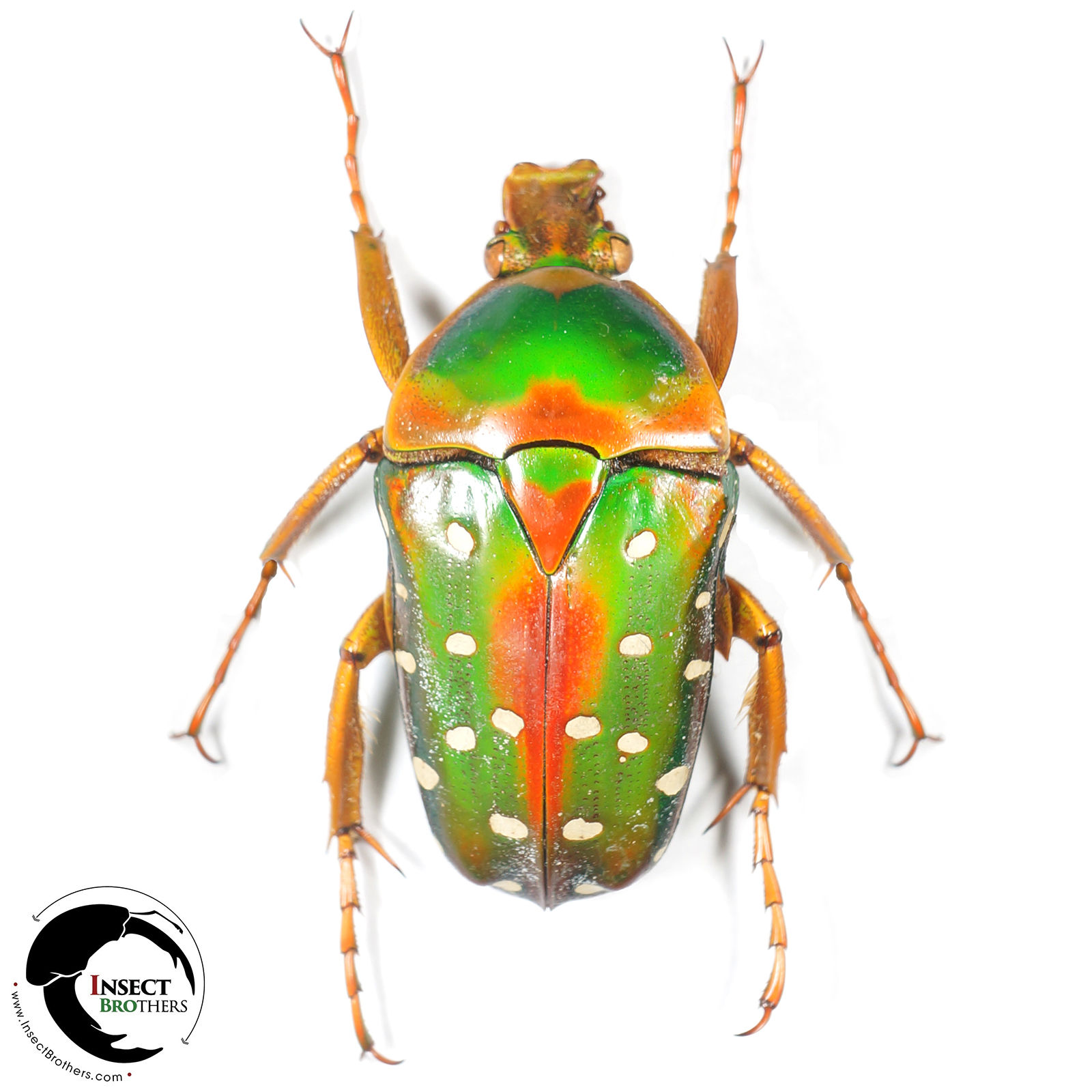 Stephanorrhina guttata