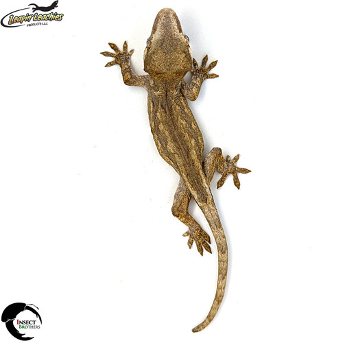 Gargoyle Gecko Mosaic (Baby) GG 005 Insect Brothers