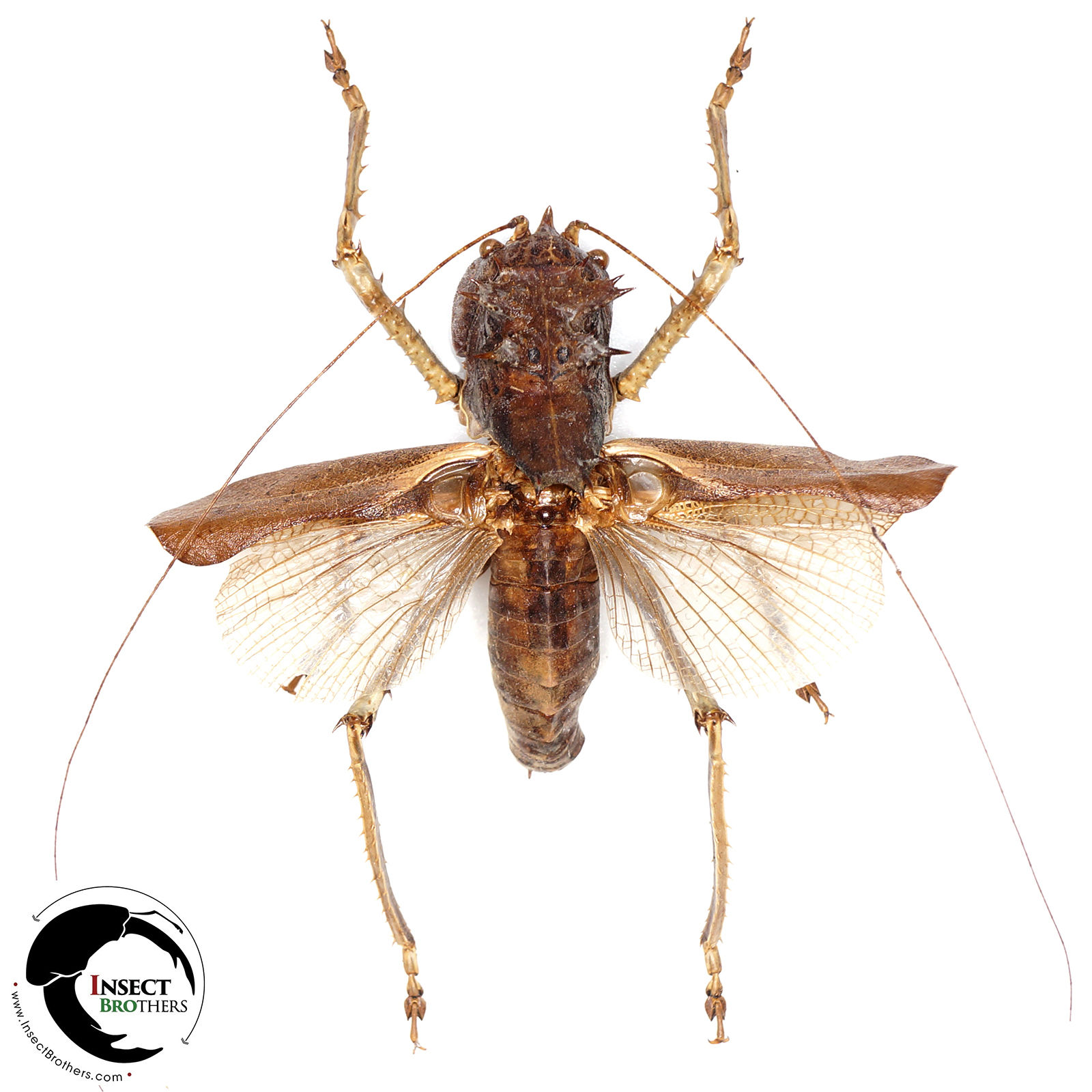 Lesina intermedia (A1/A-, unmounted)