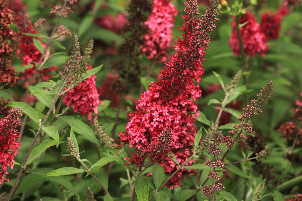 Prince Charming Butterfly Bush