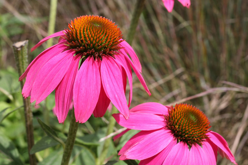 PowWow Wildberry Coneflower