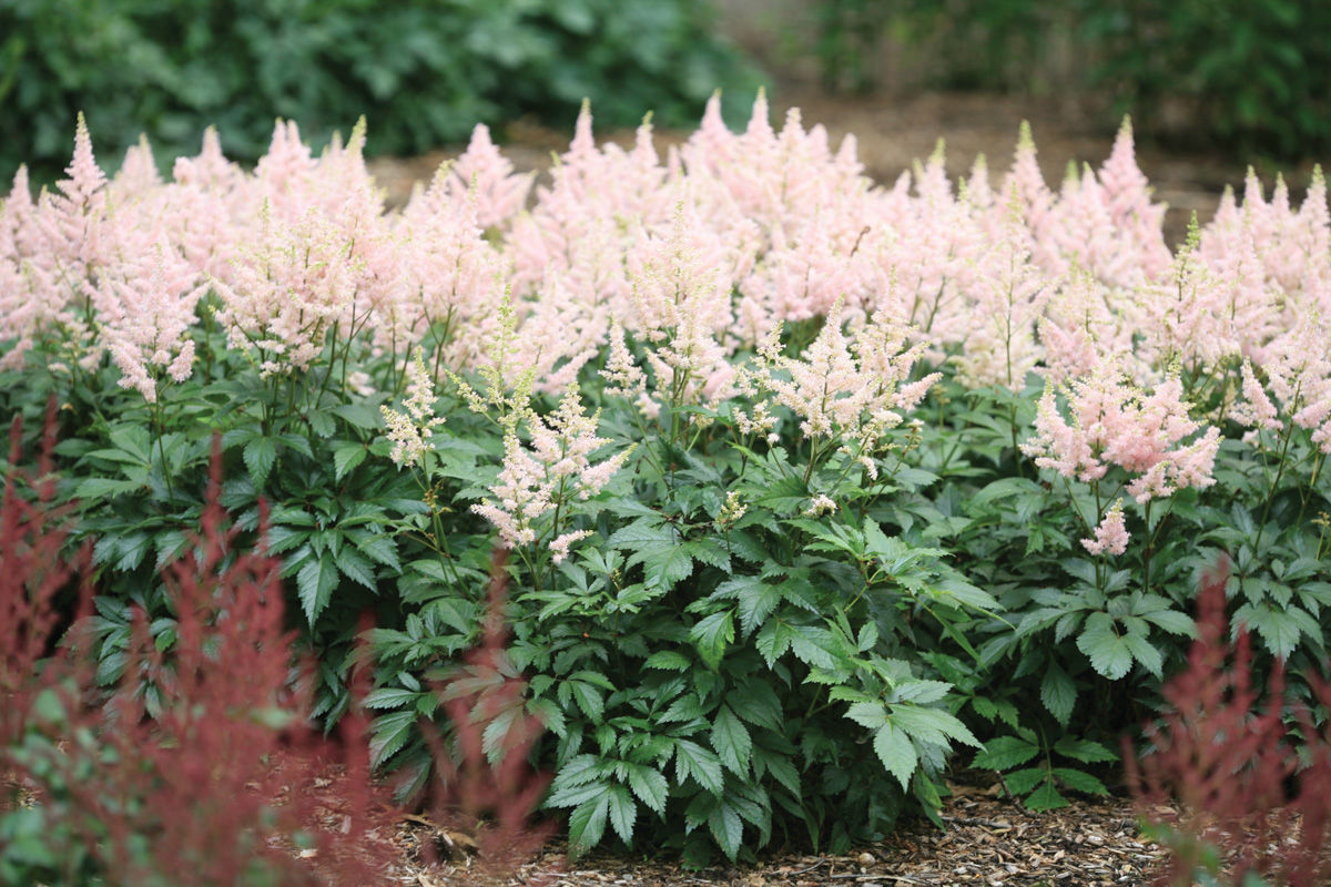 `Sister Teresa' Astilbe