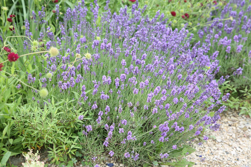 Munstead Strain Lavender