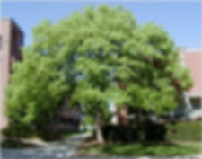 Trident Maple
