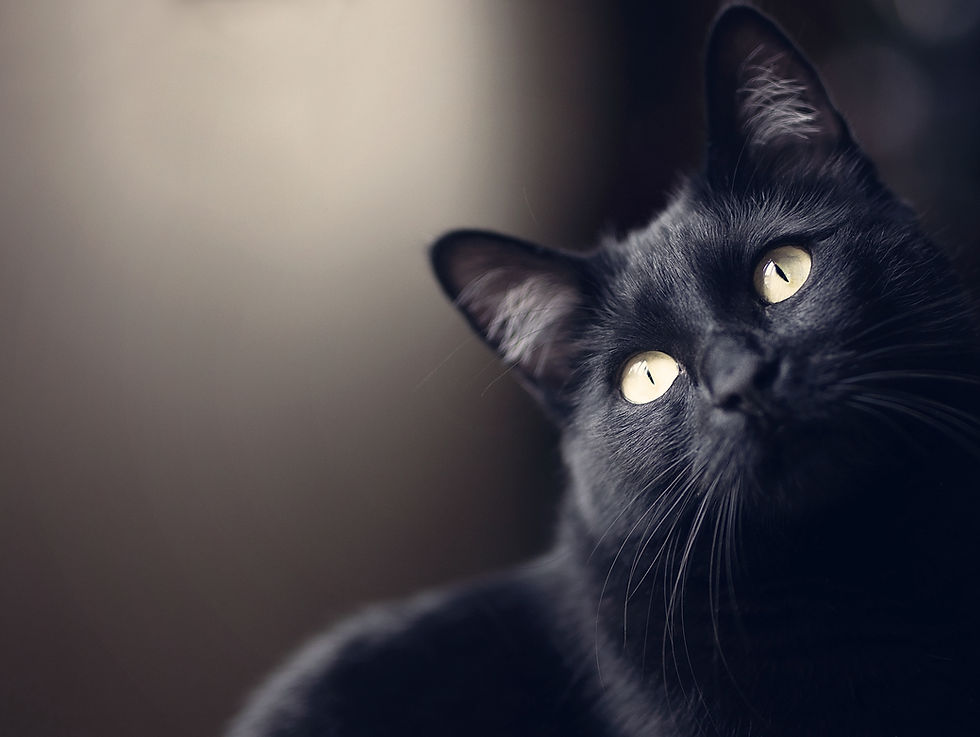Black cat.jpg