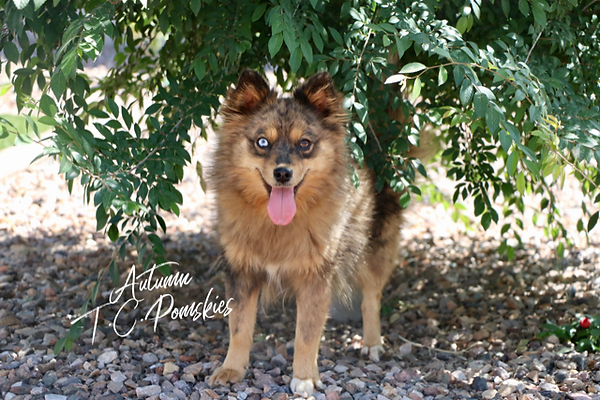 Autumn the Pomsky.PNG