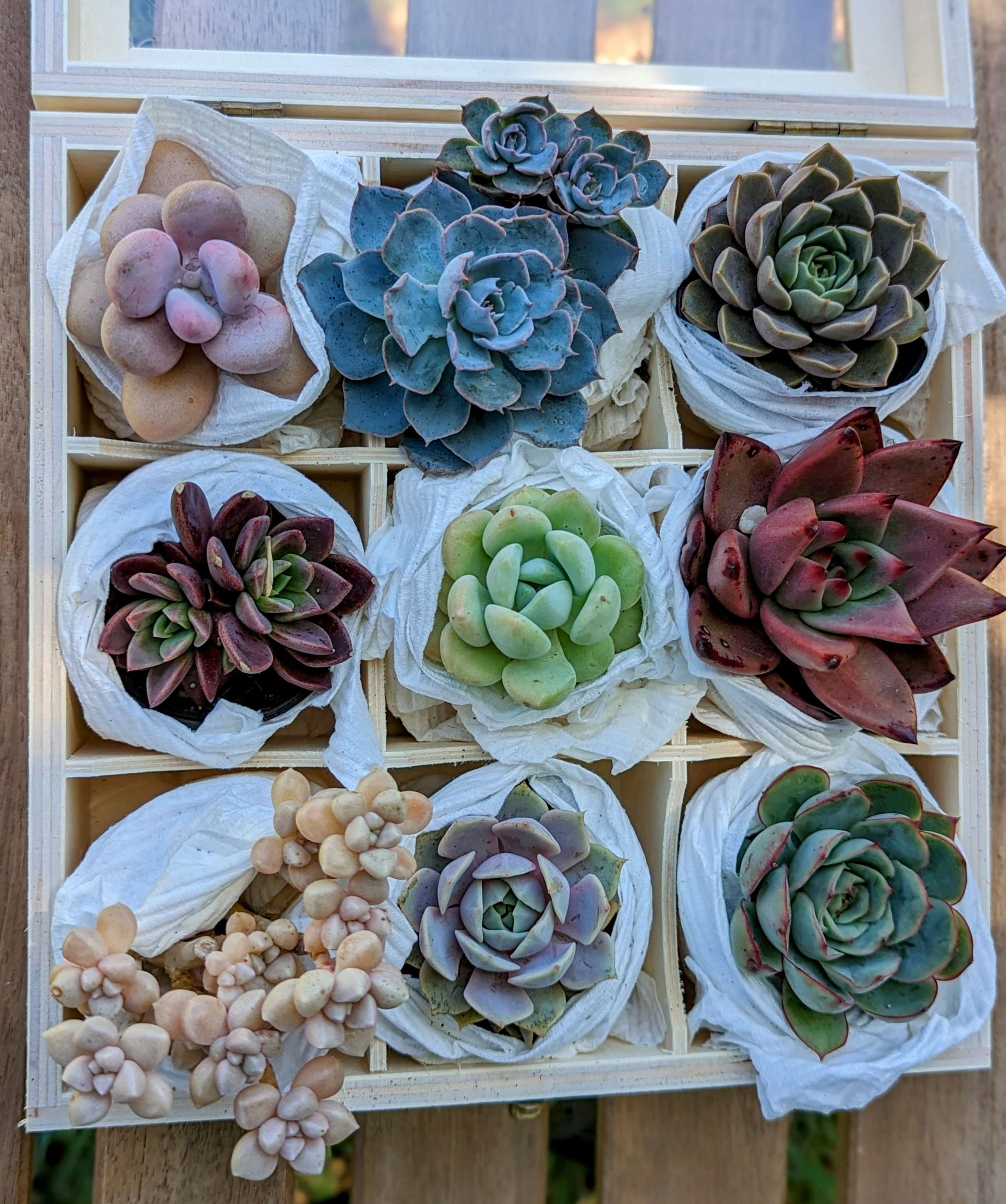 Gift box - A pack of 9 vibrant and beautiful succulents