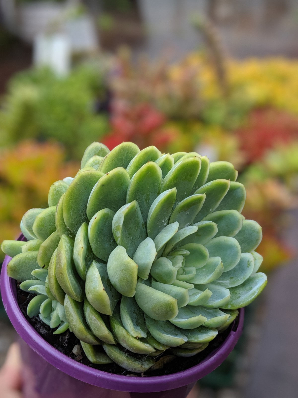 Echeveria Elegans 'Mexican Snowball'