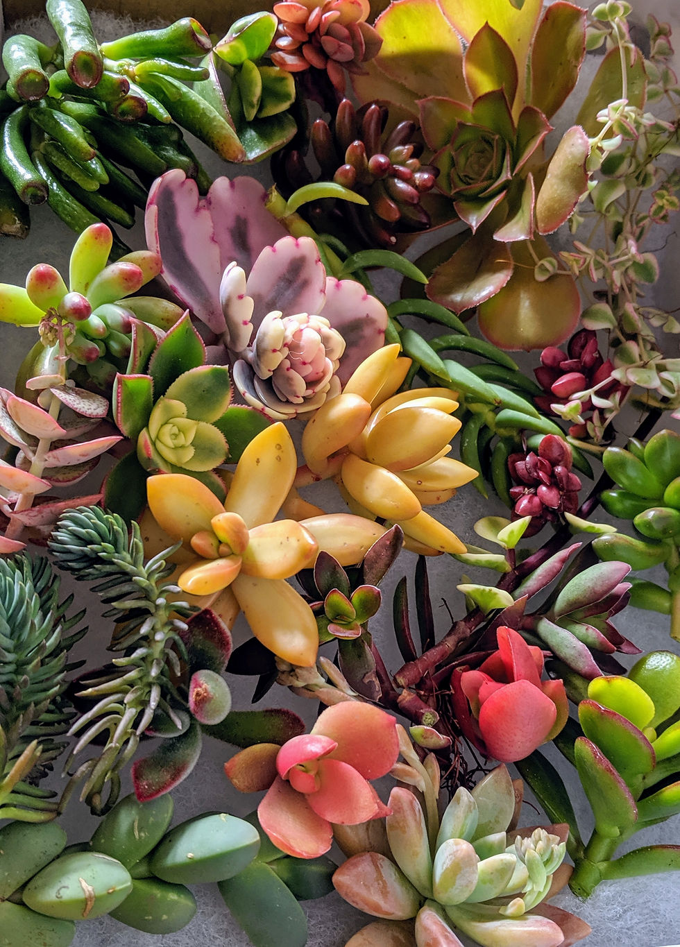 Thumbnail: Colourful, Vibrant & Beautiful range of 20 varieties of succulent cuttings
