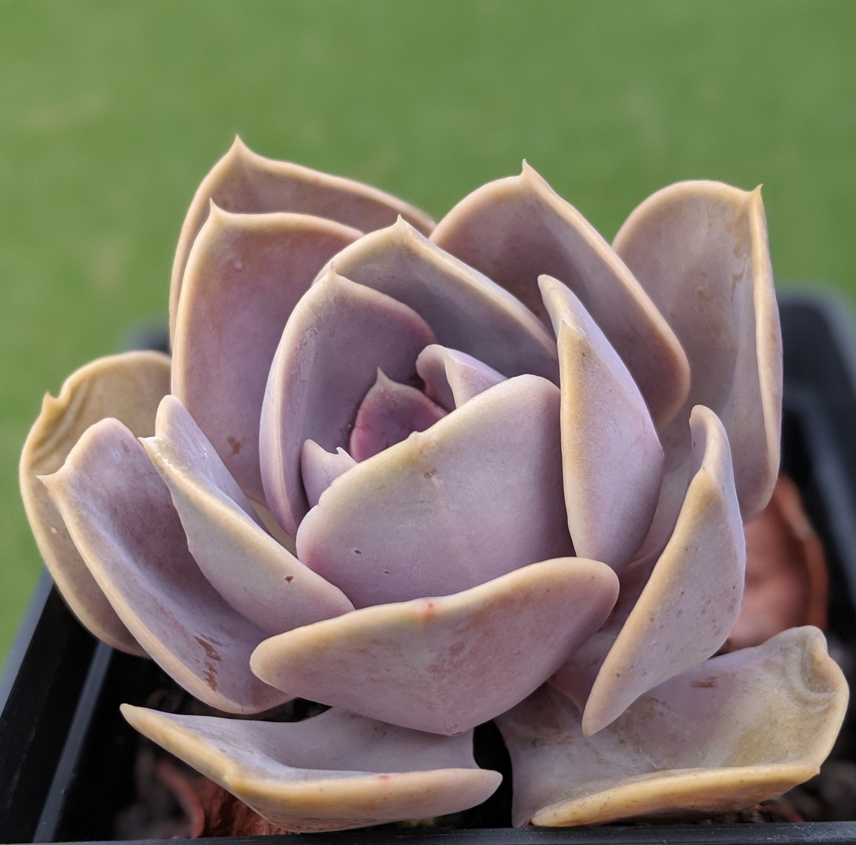 Echeveria 'Purple Pearl'