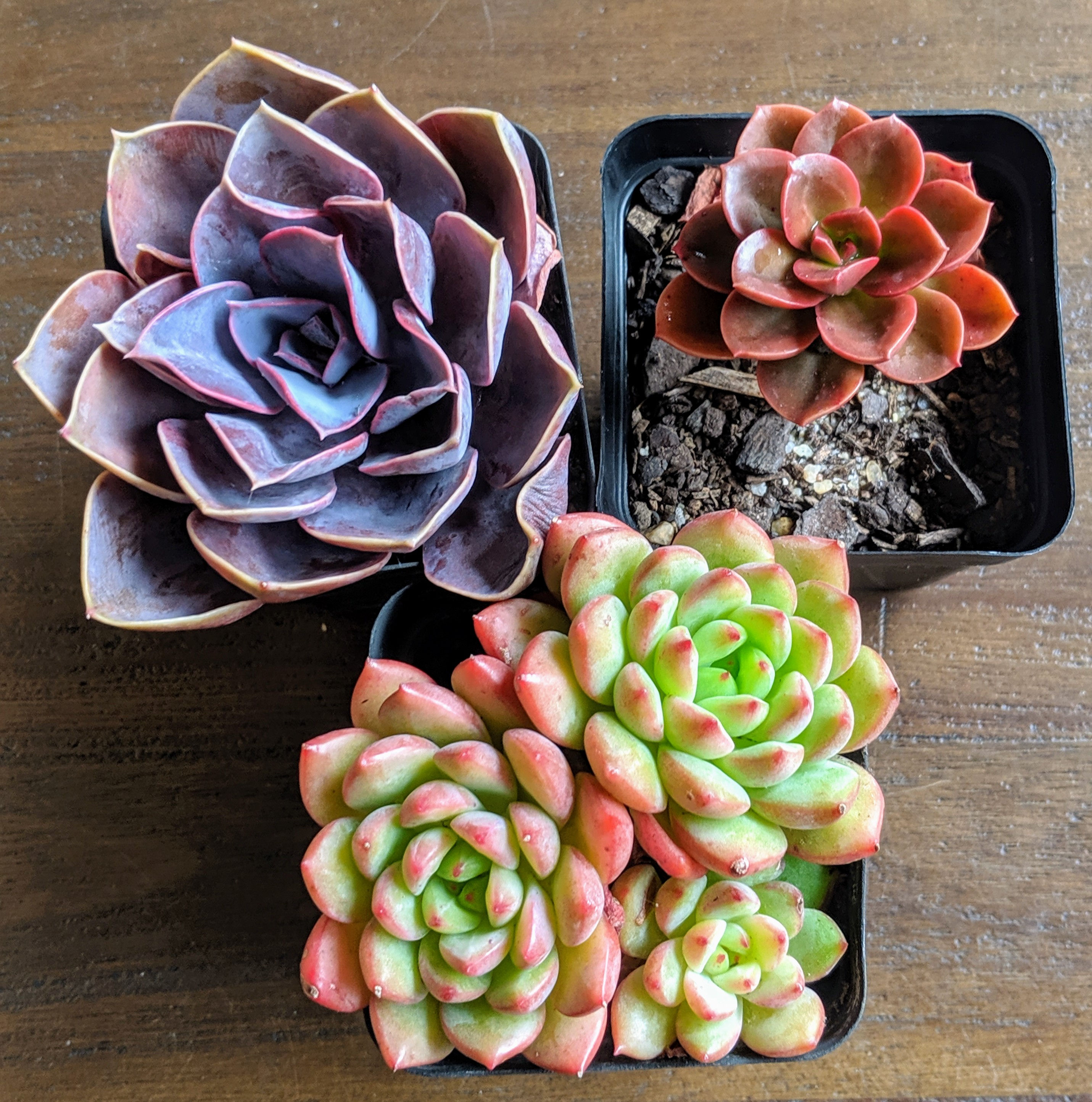 Starter pack of 3