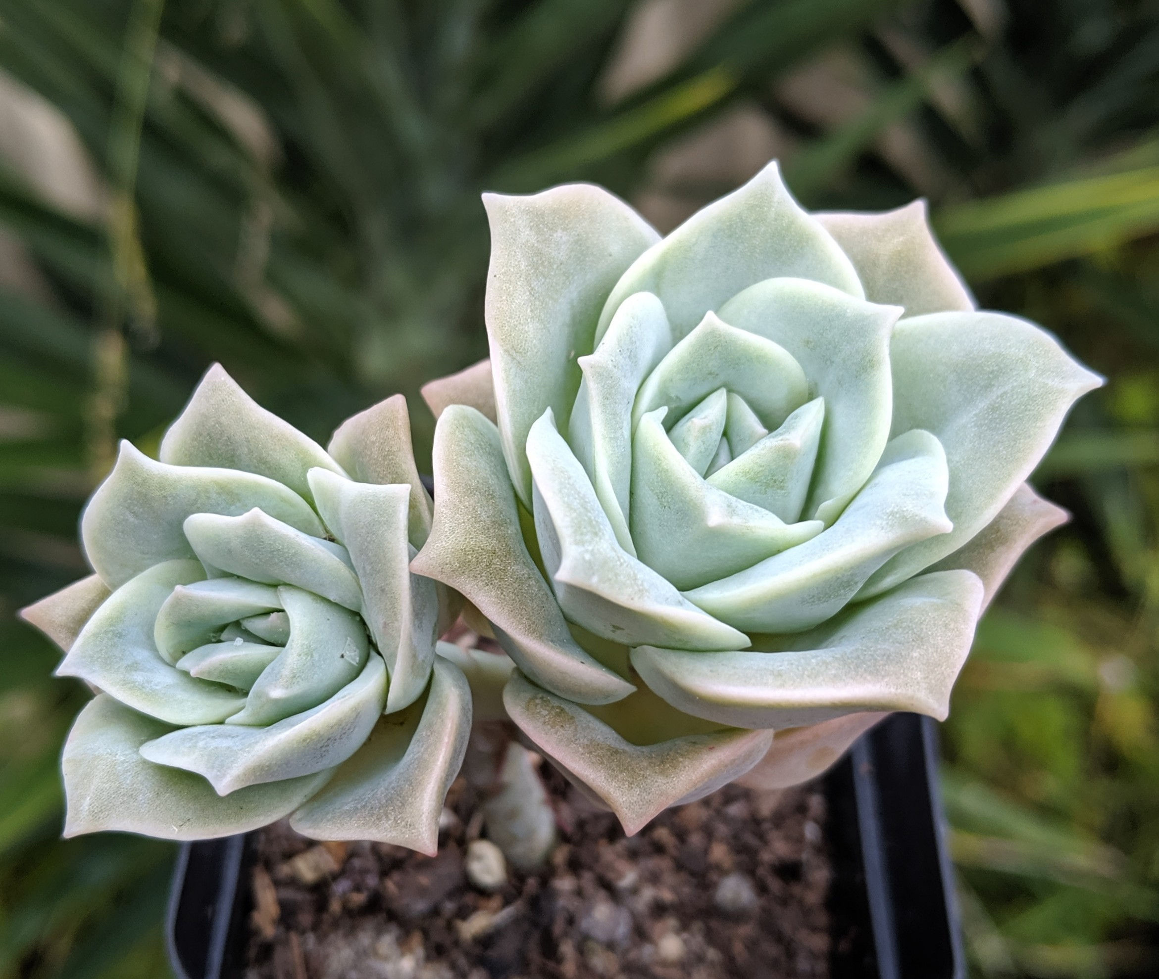 Graptoveria 'Lovely Rose'
