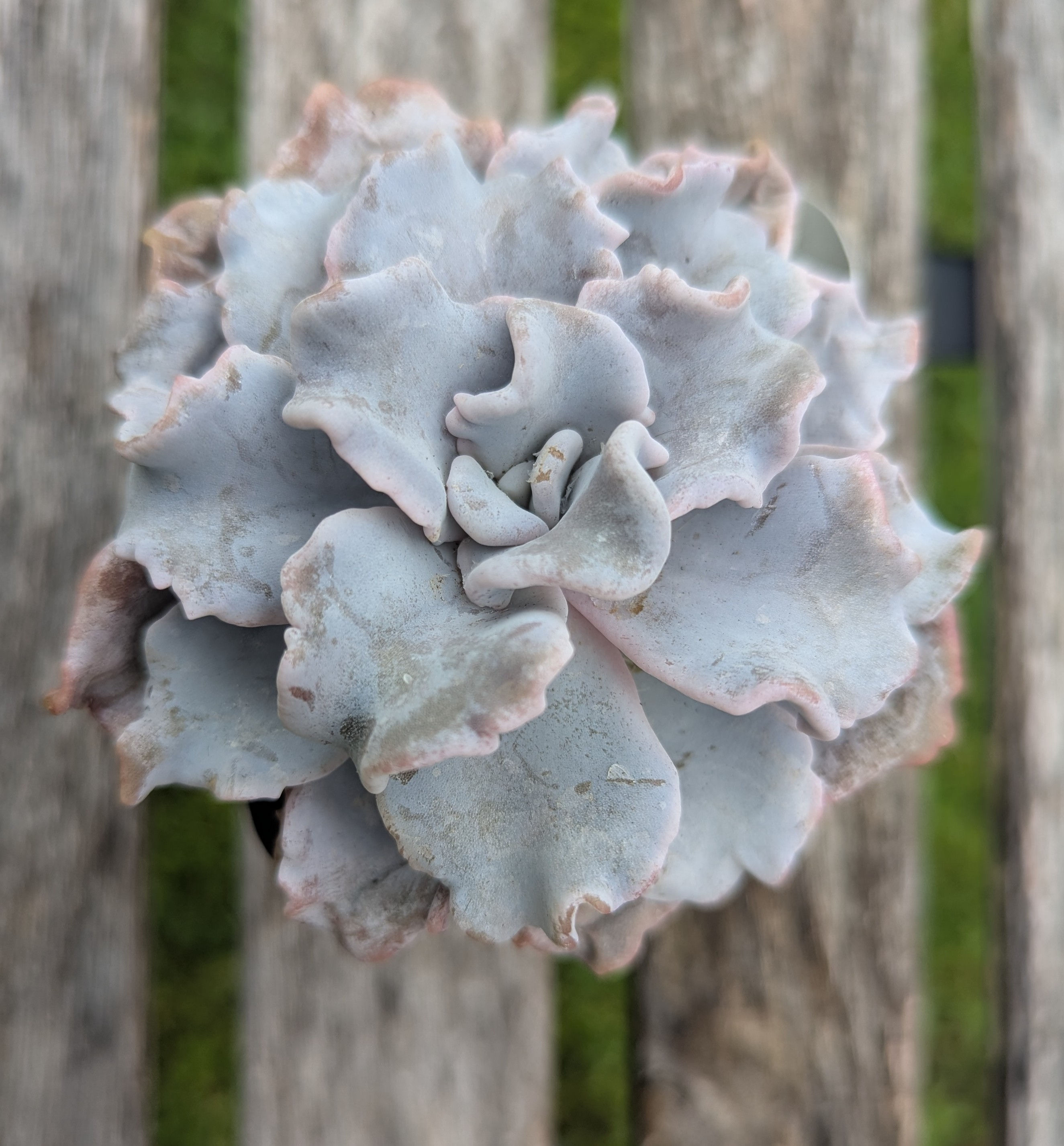Echeveria 'Crispate Beauty'
