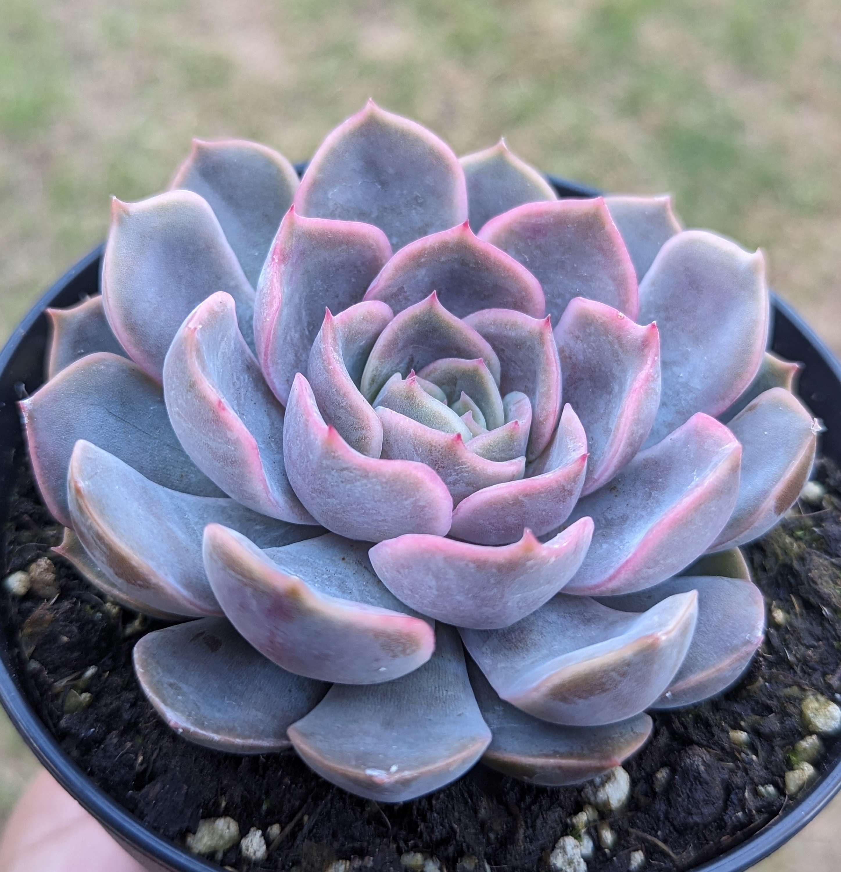 Echeveria 'Orion'
