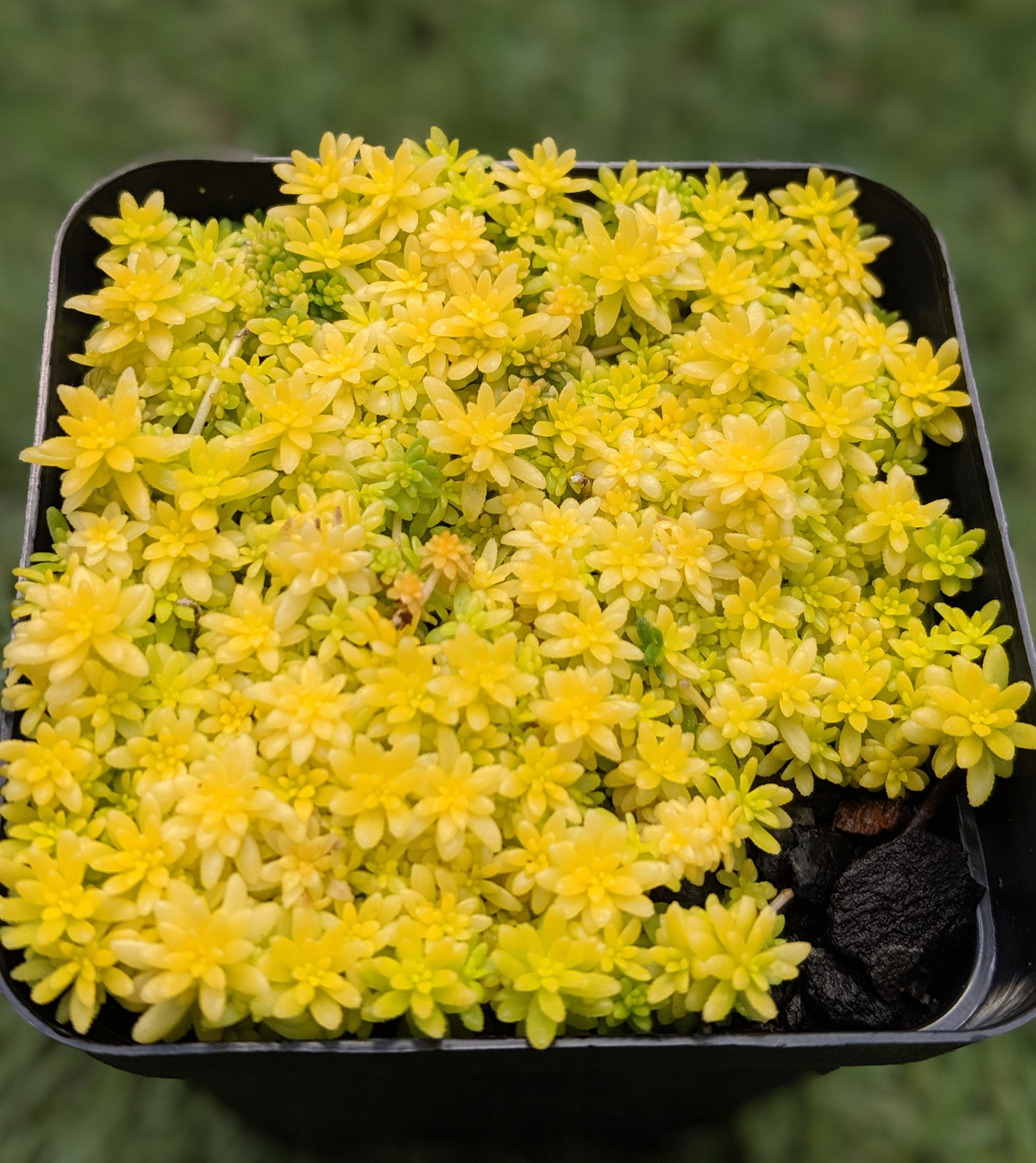 Sedum Japonicum 'Tokyo Sun'
