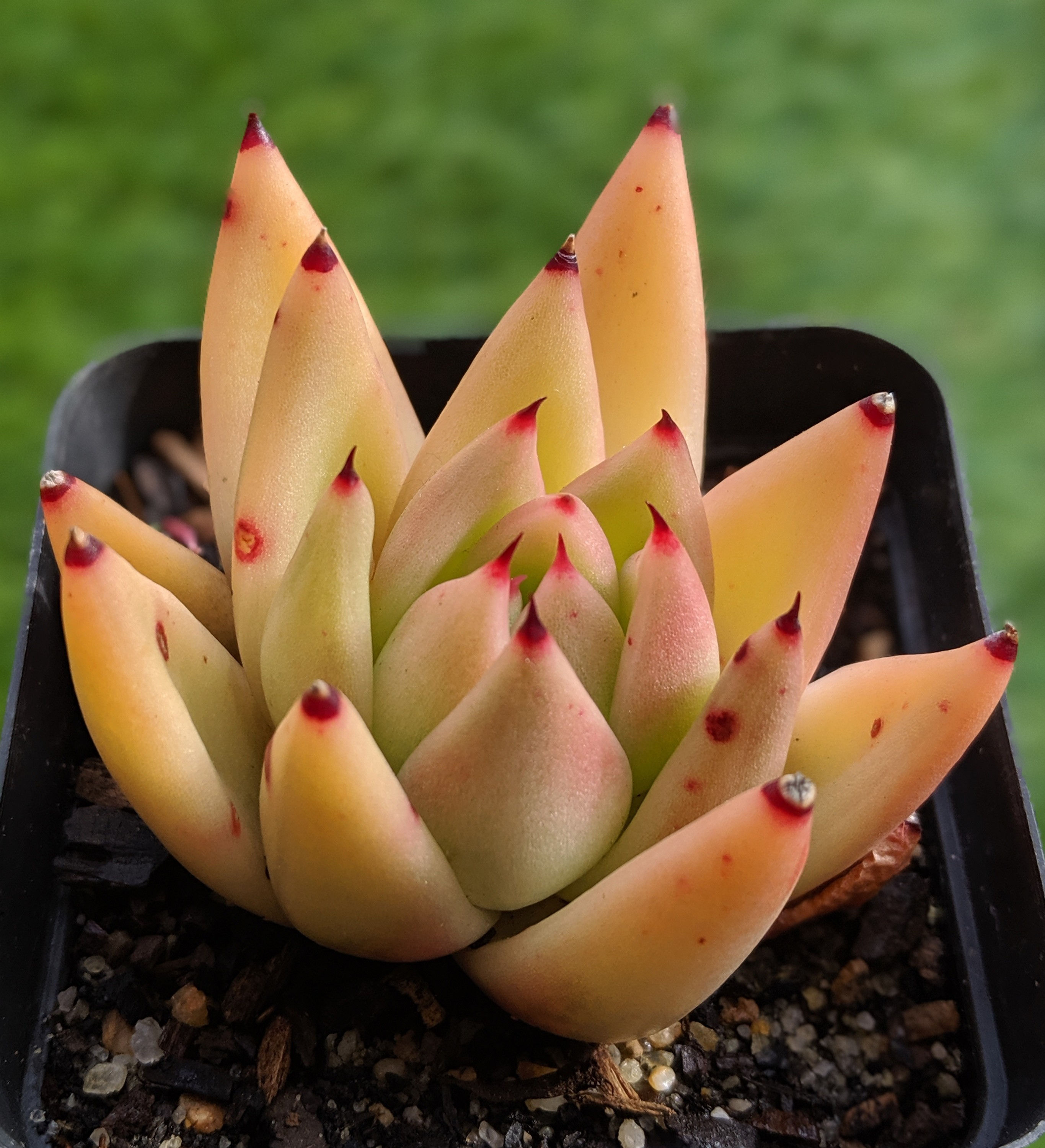 Echeveria Agavoides (No id)