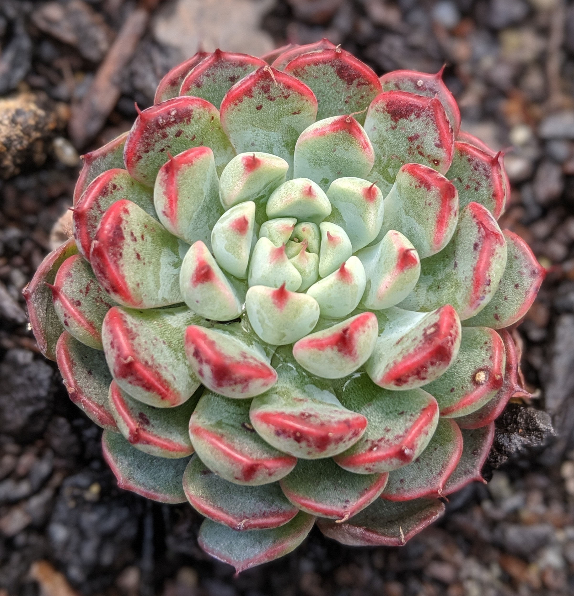 Echeveria 'Blue Minima'