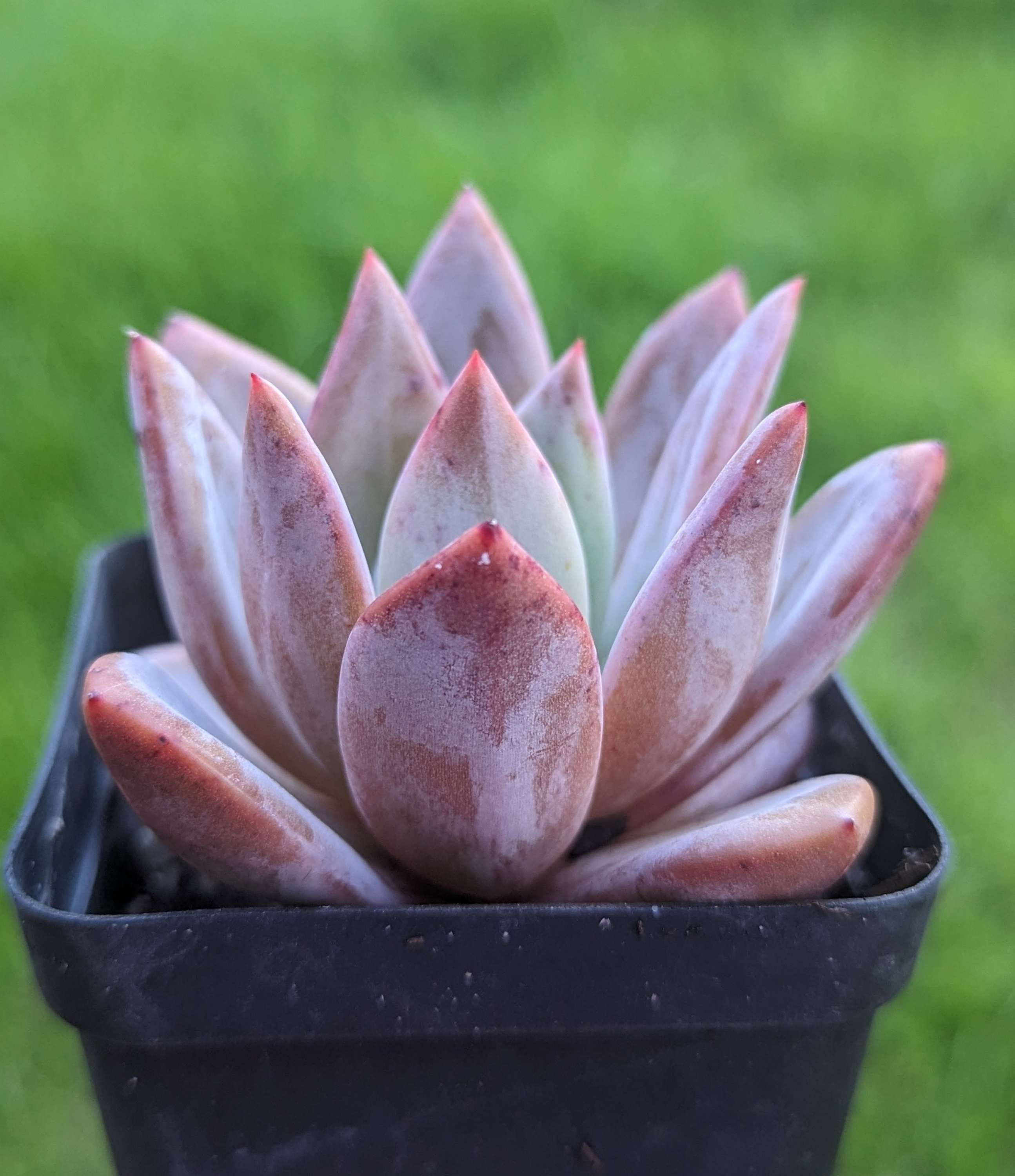 Echeveria 'Red Champagne'