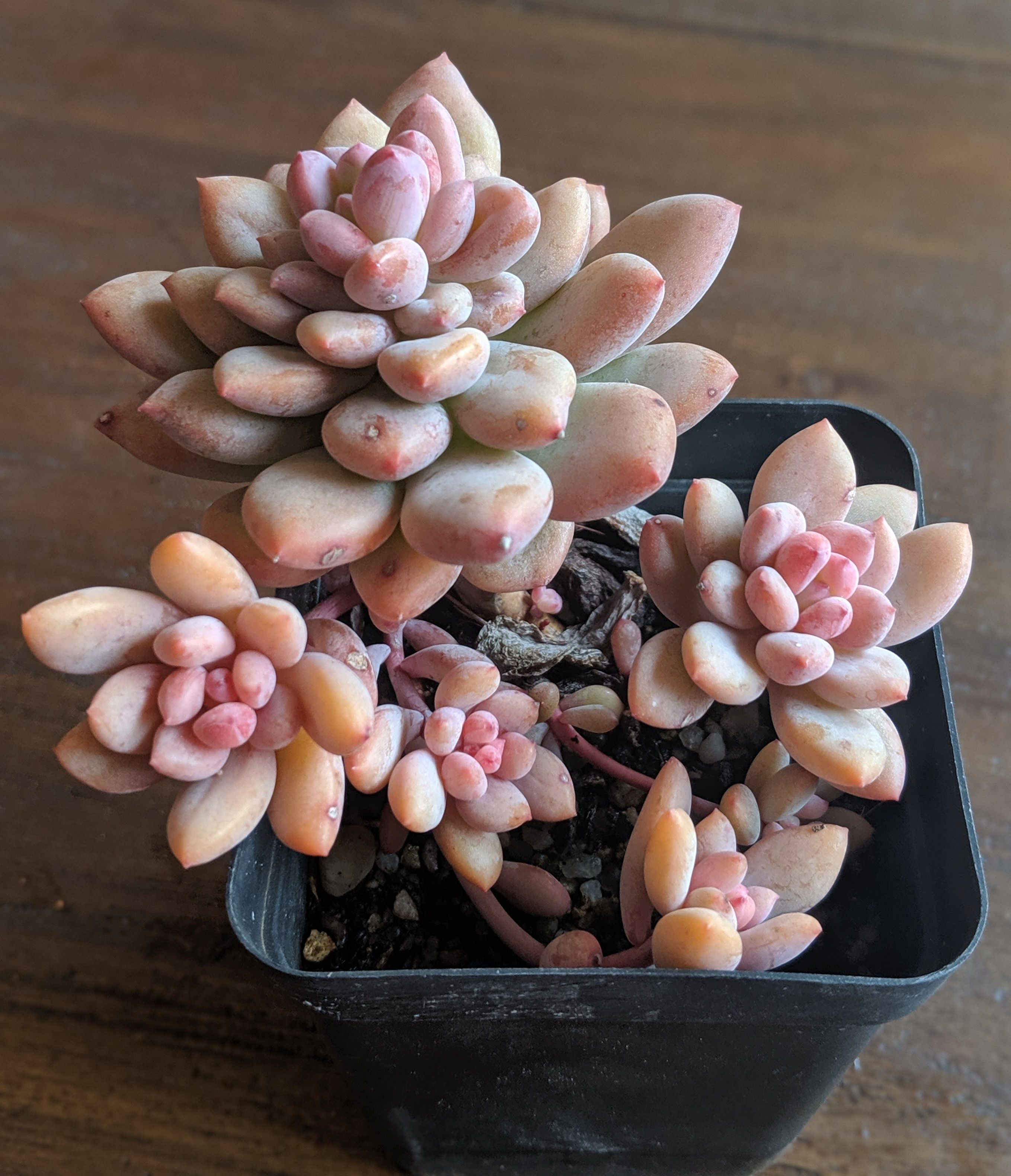 Echeveria 'Spica'