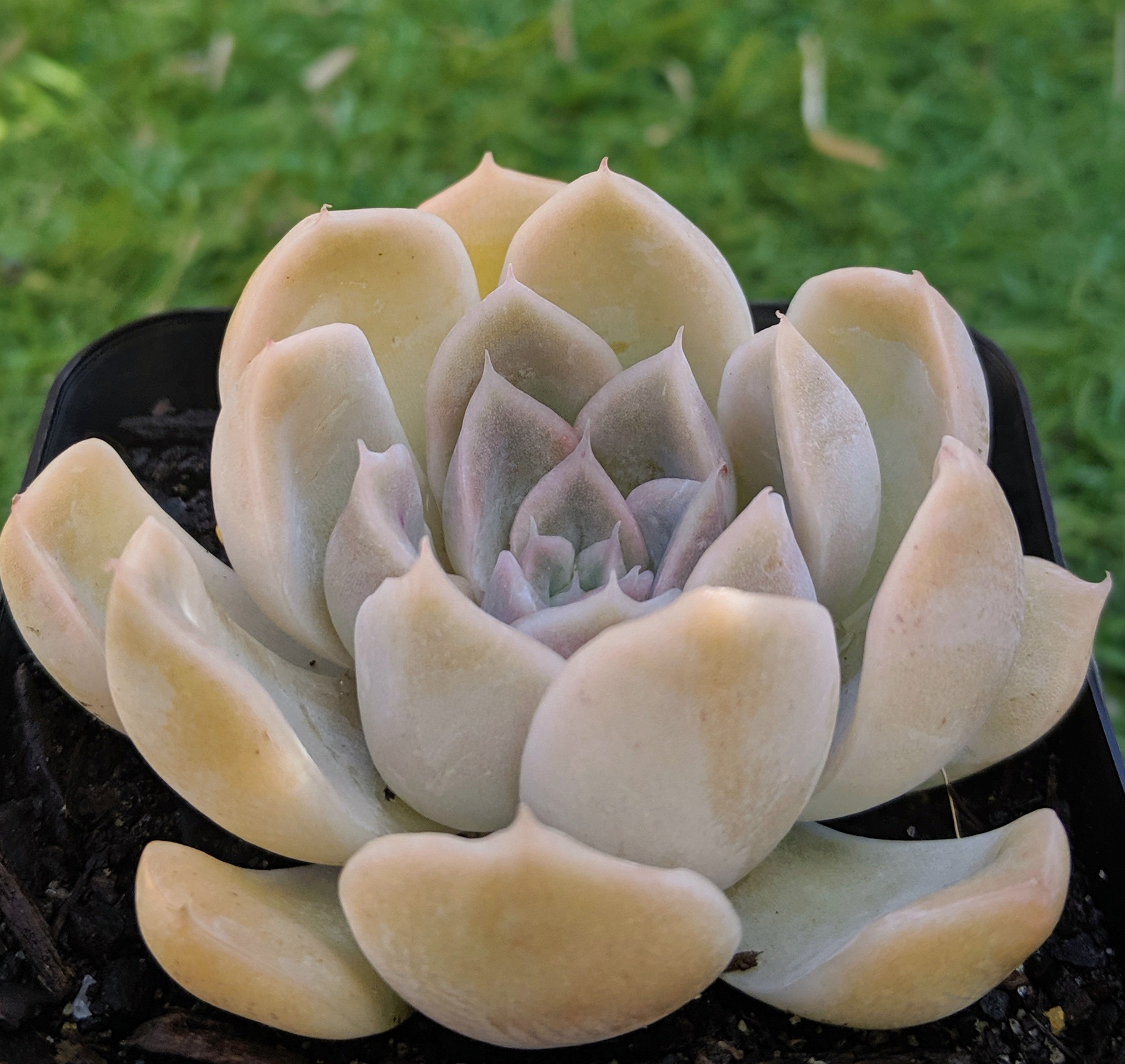 Echeveria 'Tynie Burger'