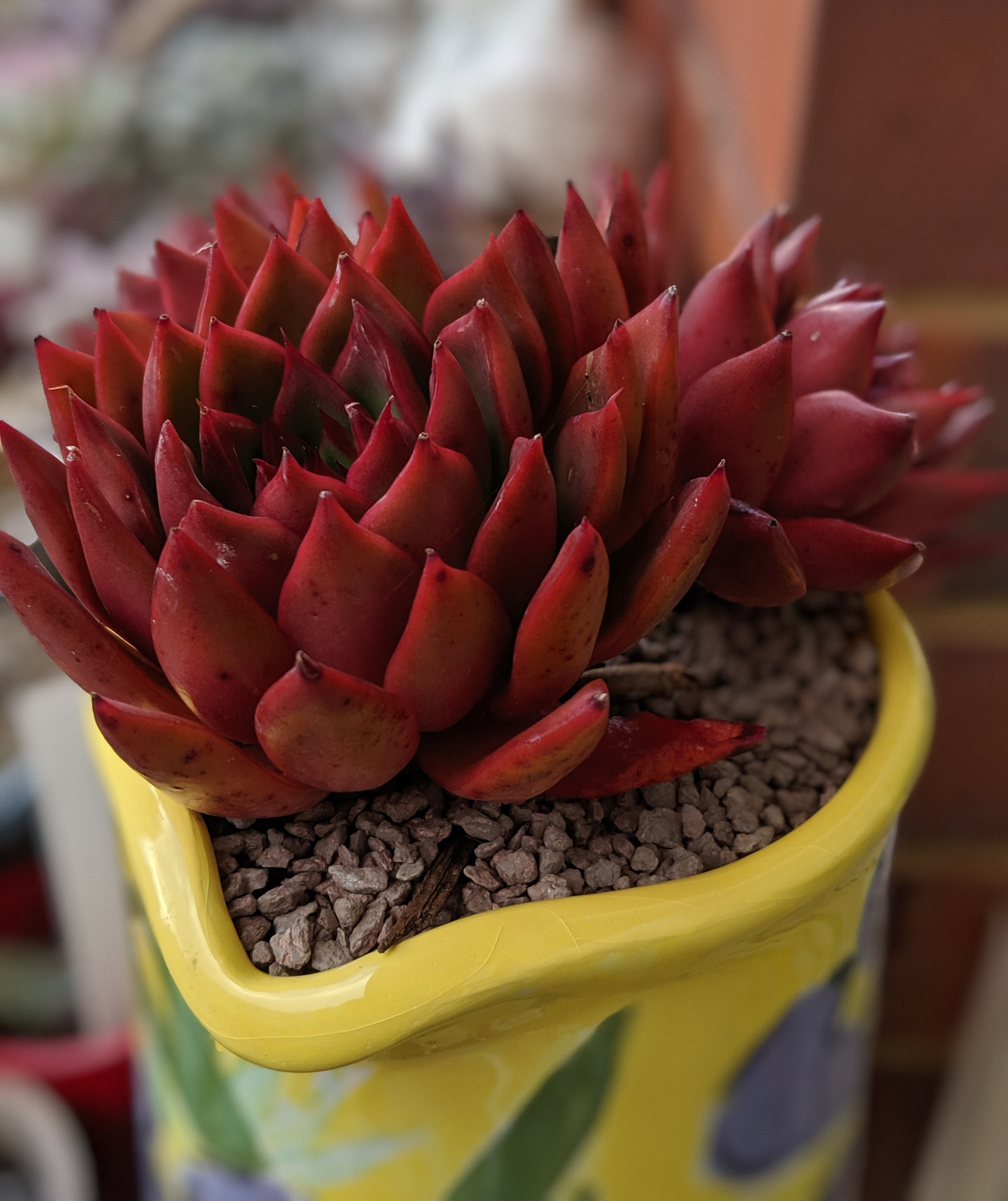 Echeveria Agavoides 'Benimusume' - Multi Head