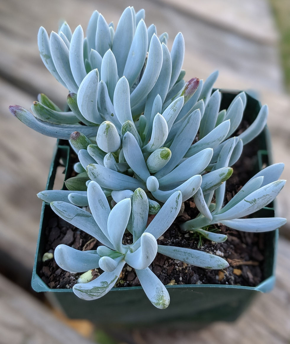 Thumbnail: Senecio Serpens - Dwarf chalk stick
