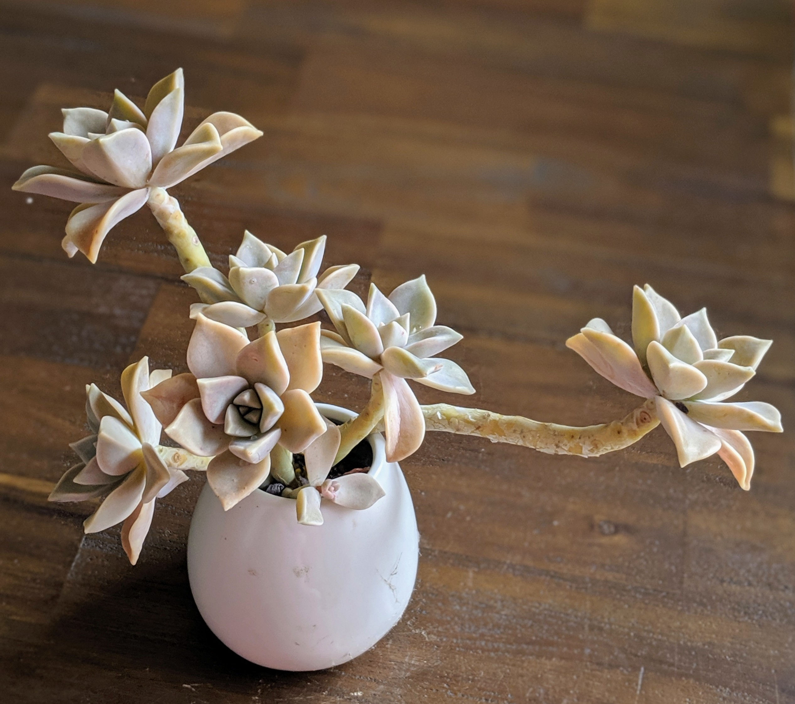 Graptopetalum 'Paraguayense' (Multi Head)