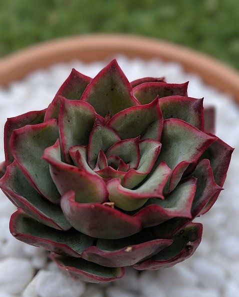 Echeveria 'Moon gadnis'