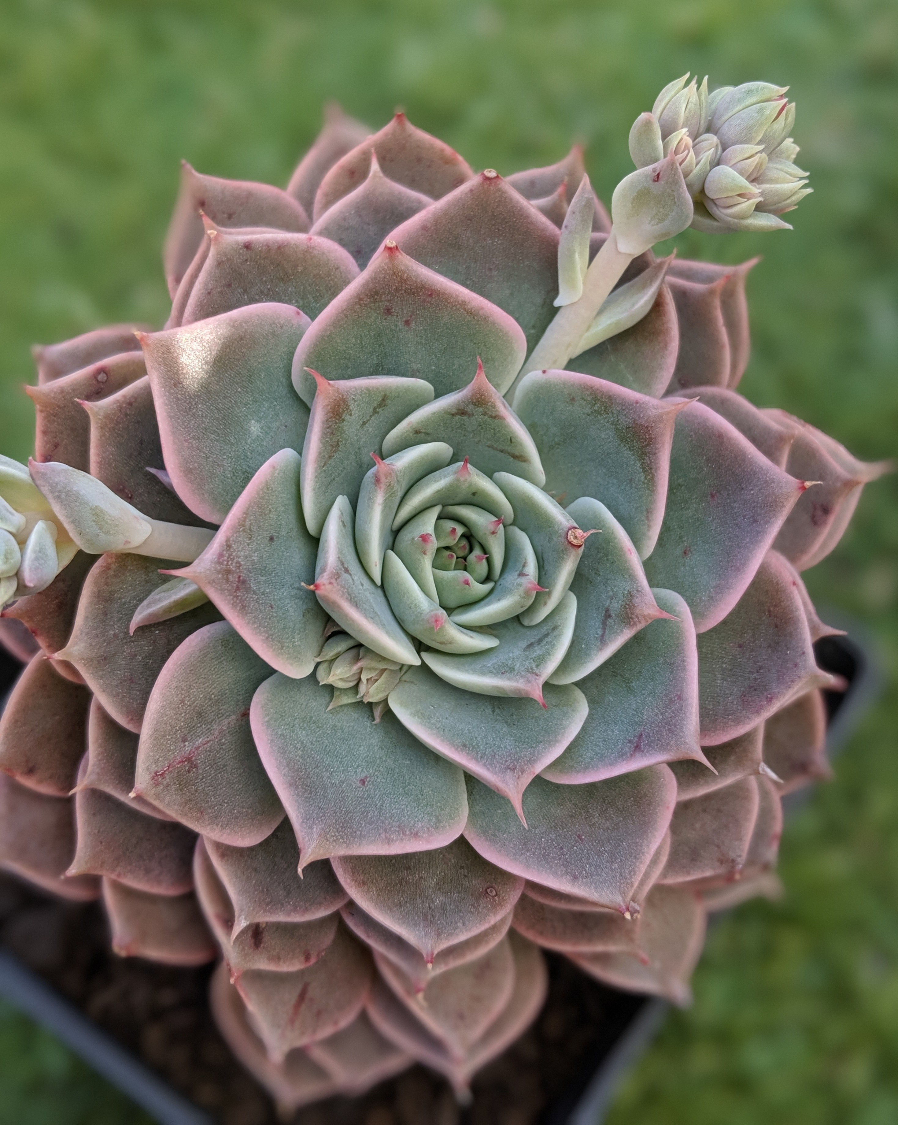 Echeveria 'Halbingeri'