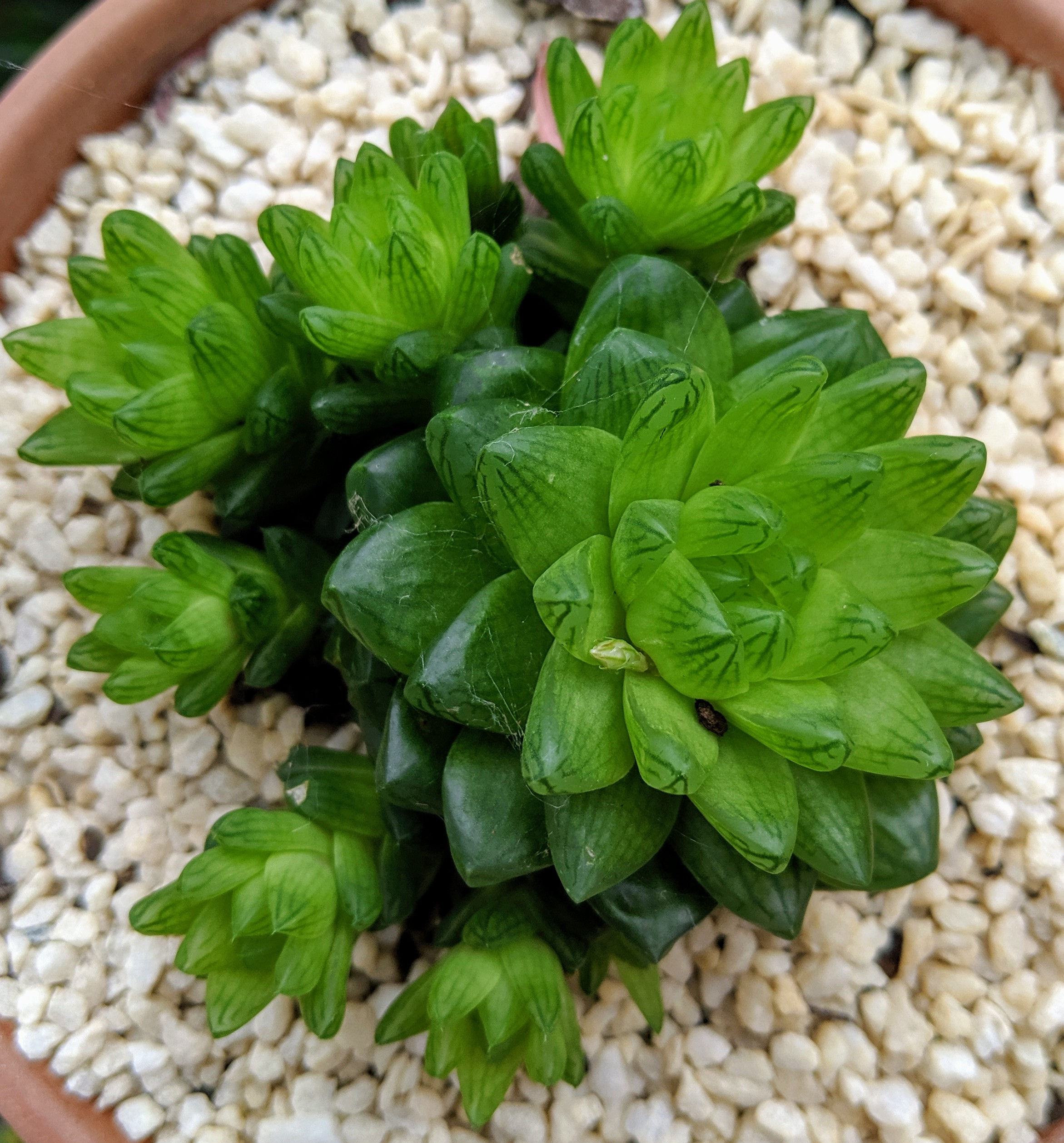 Haworthia "Moro No Sono"