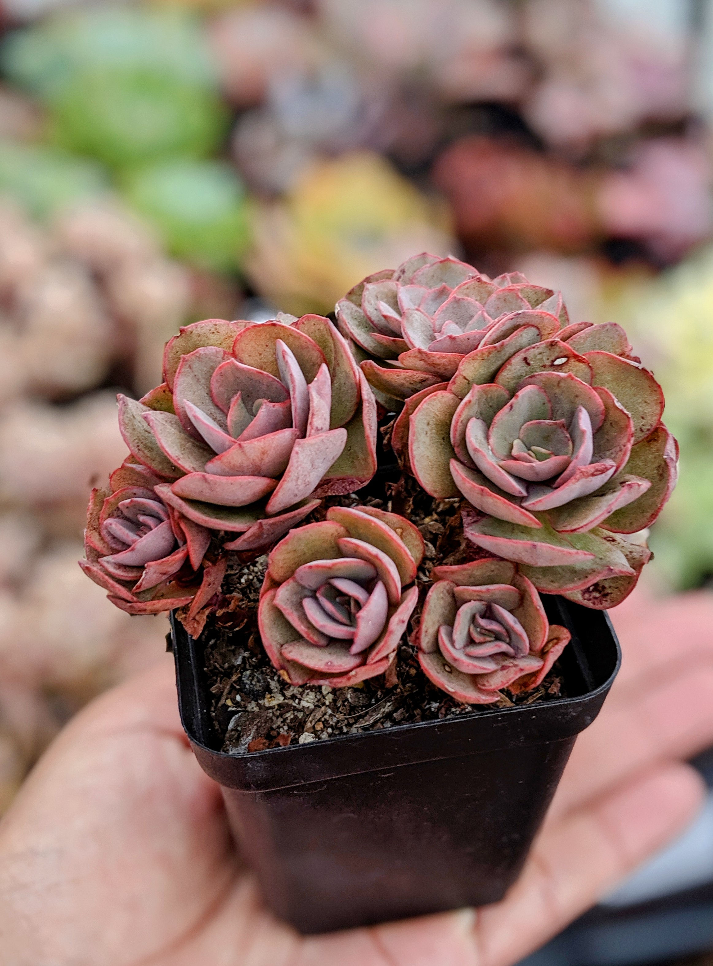 Echeveria 'Sunyan'