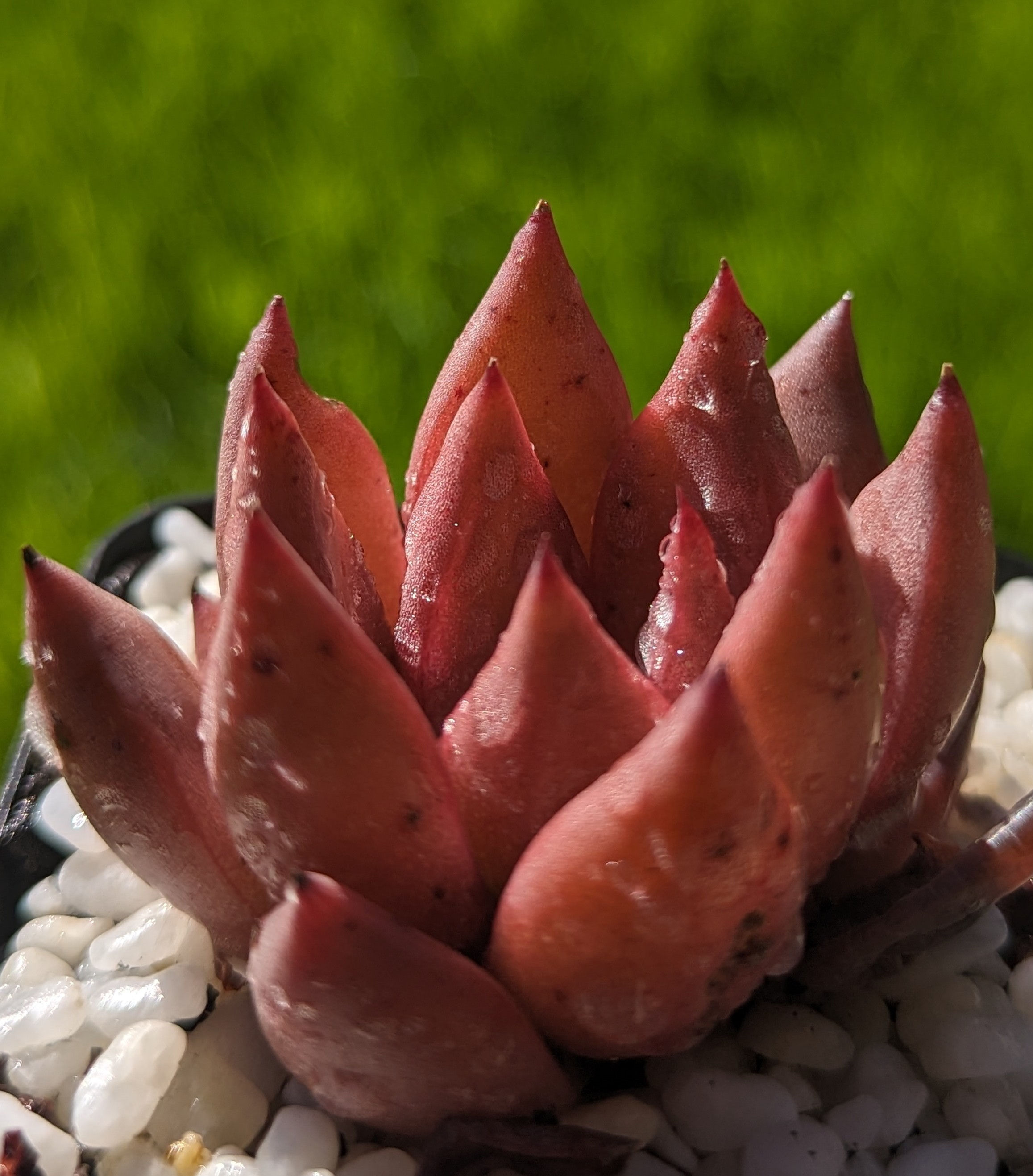 Echeveria Agavoides 'Romeo'